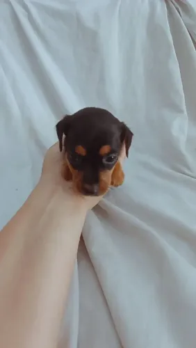 Pinscher miniatura macho