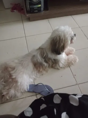 Vendo o cachorro shitsu Pelagem longa 