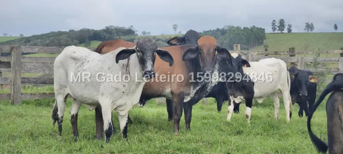 Vende-se novilhas prenhes leiteira