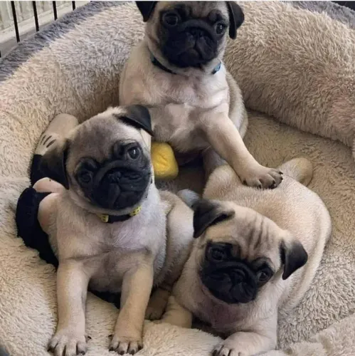 Filhotes de pug gordinhos que não passa despercebido 