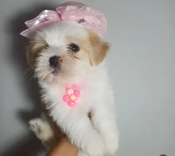 Cachorro