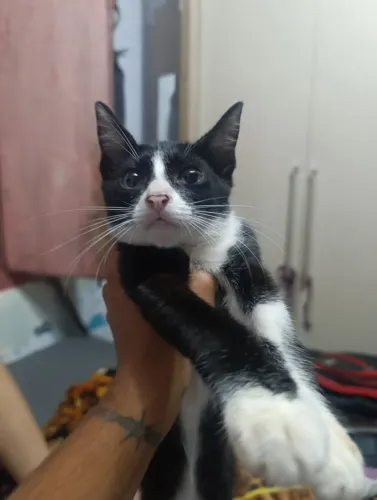 Doação de gatinho macho 