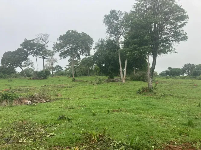 COD.535 Fazenda a venda de 320 hectares em Cipolândia / MS.