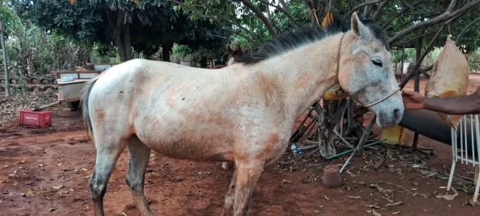 Égua mangalarga