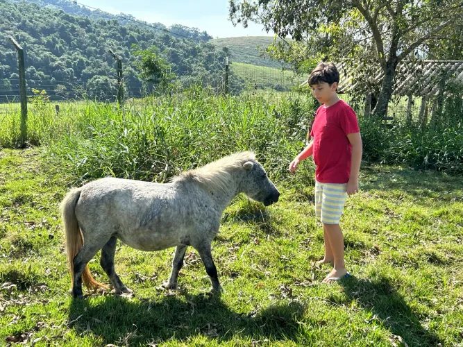 Mini pônei fêmea- jovem , pequena e linda!