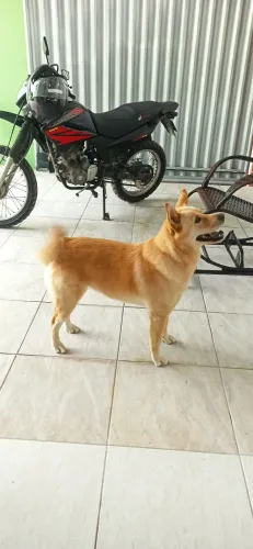 Doação de uma cadela 