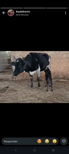 Vaca primeira cria