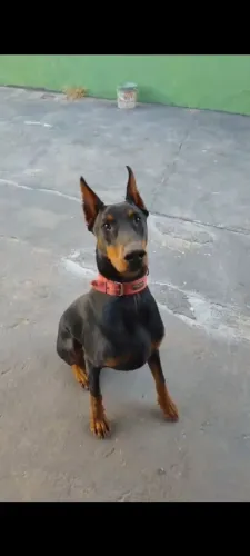 Doberman Macho (Cobertura)