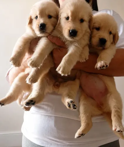 Golden Retriever fêmea aceito cartão 