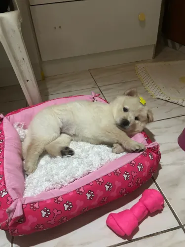 Fêmea de Chow-Chow filhote