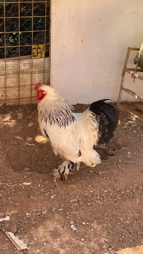 GALO BRAHMA - R$150,00
