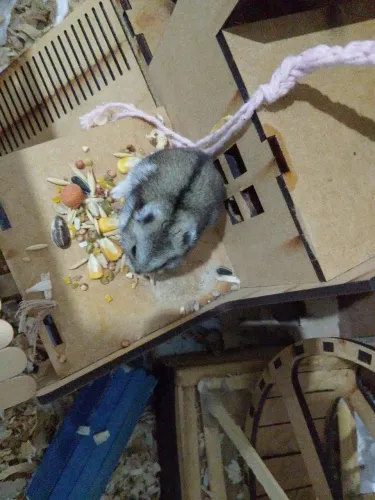 Hamster russo anão