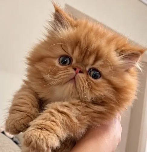 Gato persa