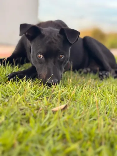 Adoção responsável - Bruce Wayne (saudável e recuperado)