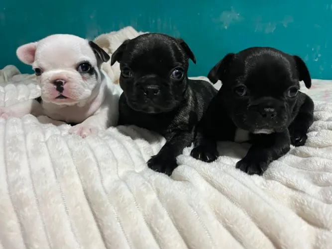 Bulldog francês