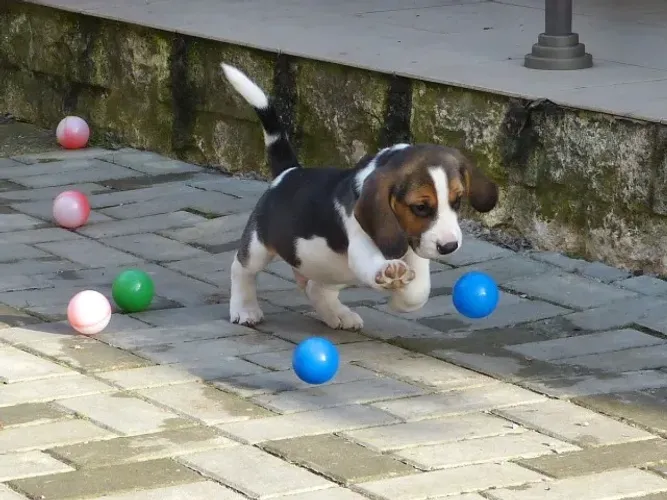Filhotes de Beagle | Filhotes com energia de amor.