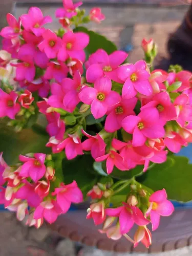 PLANTA KALANCHOE.Muda no vaso de 7,05 cm de Alt x 9 cm de largura.Alt da planta 16cm.
