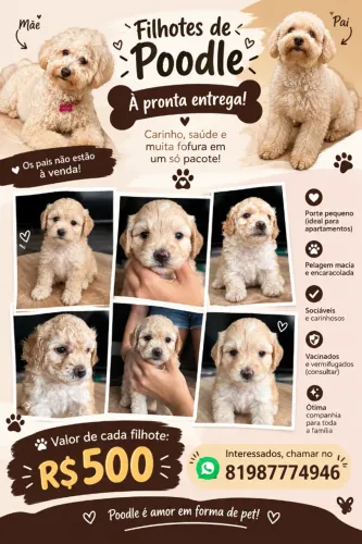 Filhote de Poodle