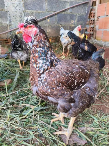 Ovos férteis GSB Sertanejo Balão (temos várias raças)