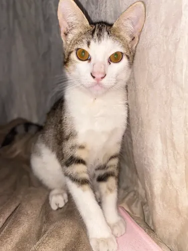 Gato para doação