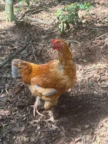 Vendo galos