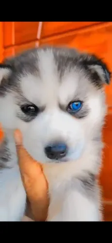 Lindos Filhotes de Husky Siberiano ? Bem Socializados