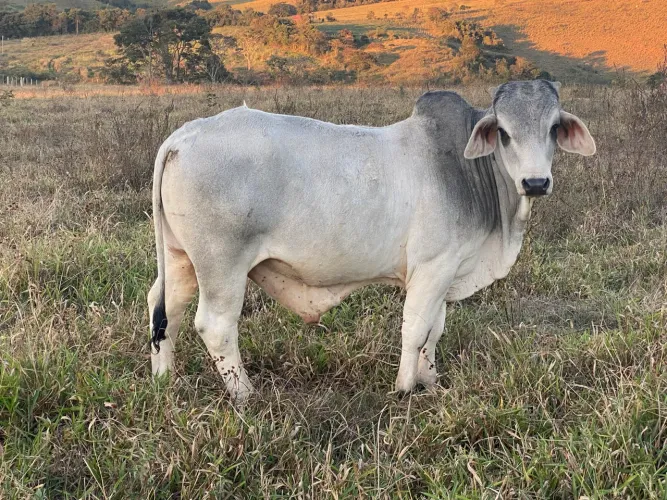 Bói Bhamam