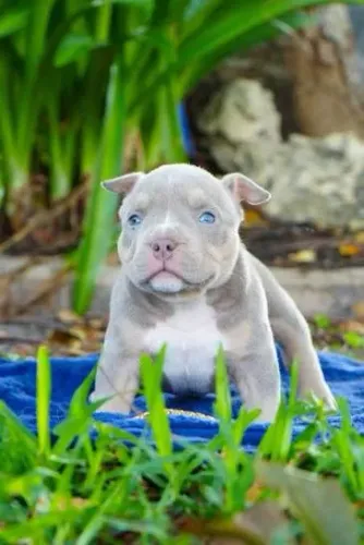 American Bully filhotes 