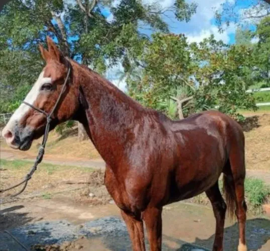Cavalos 