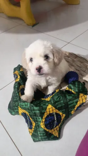 Disponível para venda Filhote de poodle toy