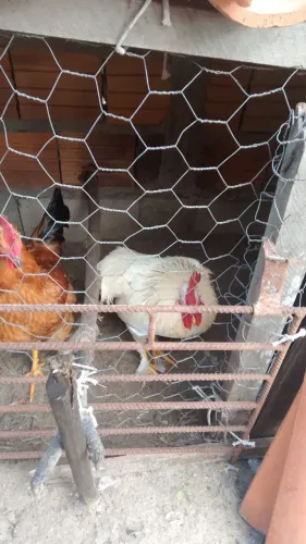 Frangas de postura 30 reais 