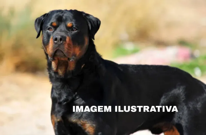 VENDO ROTTWEILER MACHO 9 MESES