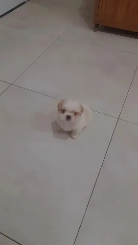 Filhote macho de shih-tzu disponível