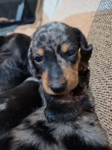 Salsichinha - Dachshund Arlequim Mofadinho