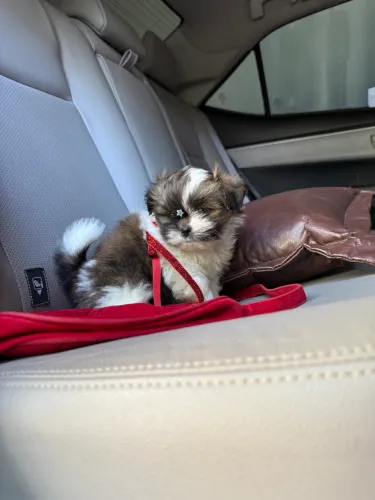 Shih tzu fêmea parcelado disponível