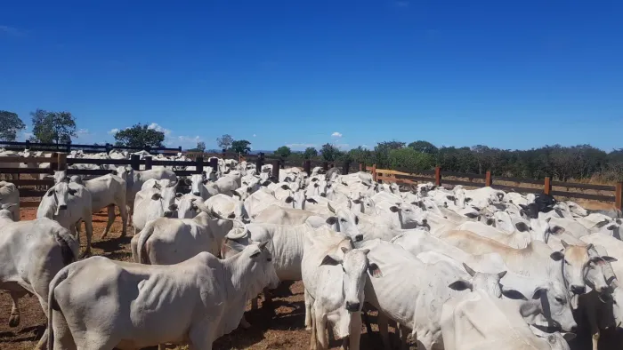 Fazenda/Sítio/Chácara para venda possui 242000000 metros quadrados com 4 quartos