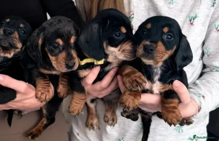 Filhotes dachshund/teckel/basset/salsicha/cofap com pelagem densa e saudável