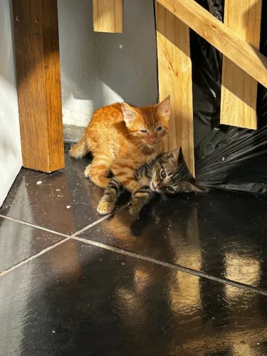 Gatinhos para doação