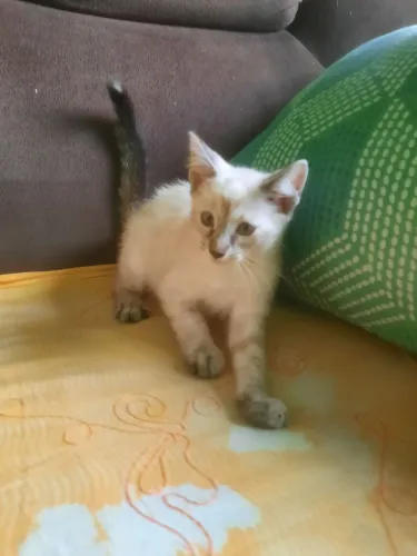 Doação responsável Gata fêmea filhote 