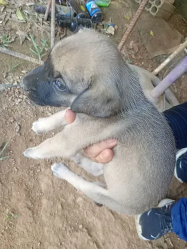 Filhote de cachorro para adoção