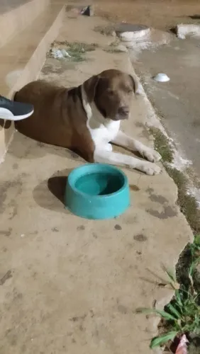 Cachorra fêmea encontrar na rua 