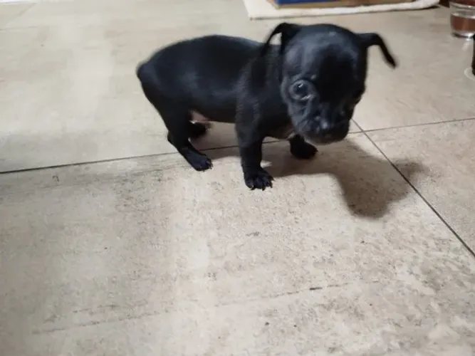 Vendo Mini Pinscher