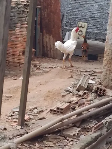 Galo indo gigante.