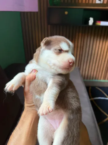 Vendo filhote de husky siberiano