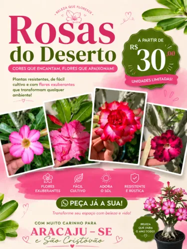 rosa do deserto