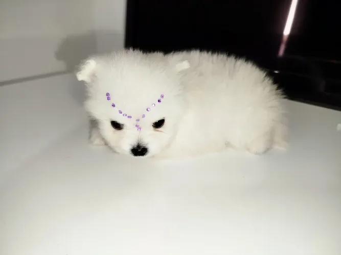 Lulu Pomerânia
