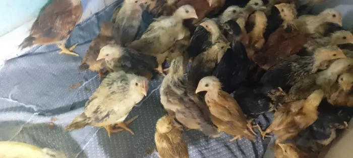 Pintos  de Rhode misturado com carijó.