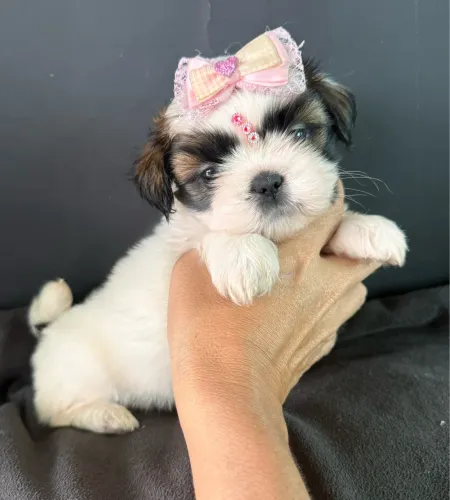 Shih tzu mini Filhotinha disponível vacinada ac cartão