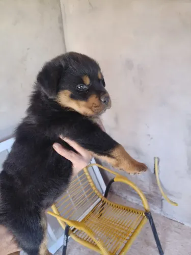 Rottweiler filhotes