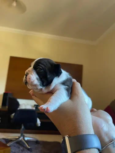 Filhote de Bulldog Francês